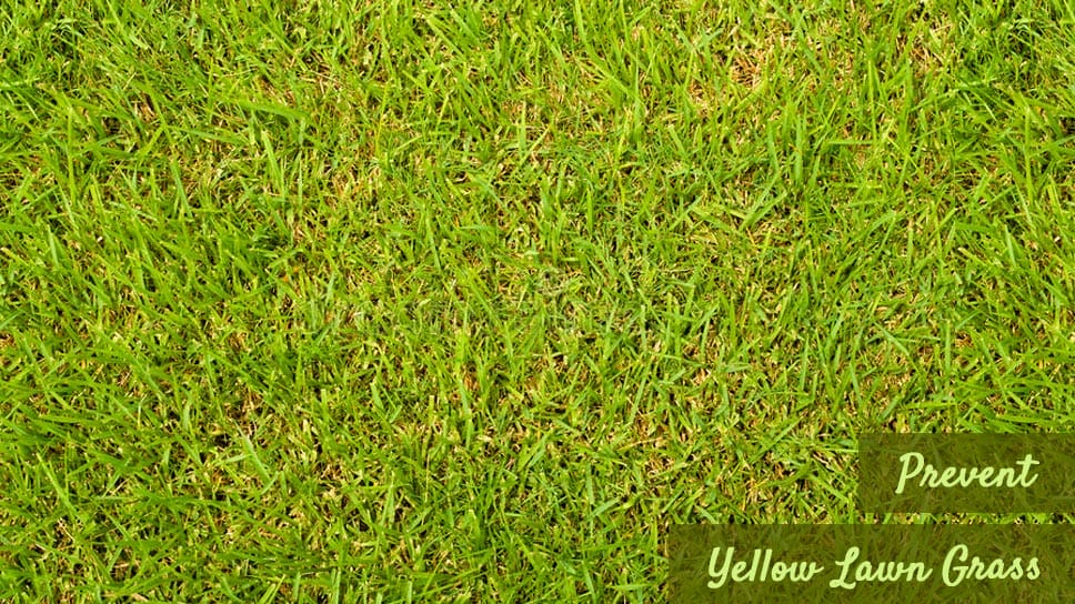 prevent yellow lawn grass min