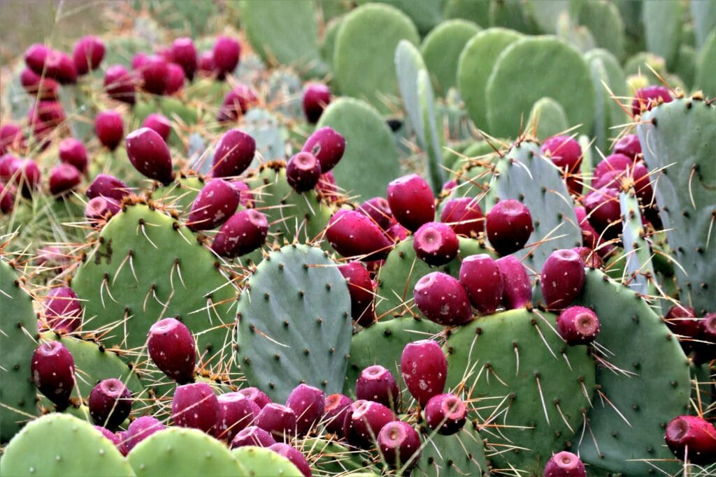 prickly pear cactus with fruit