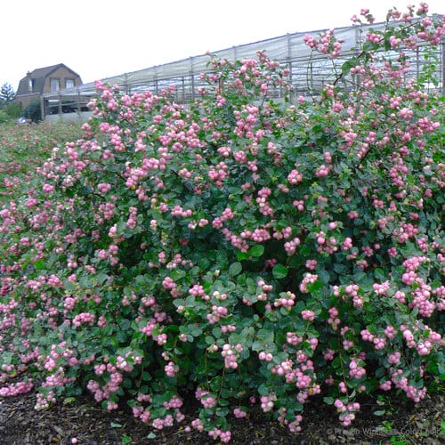 proud berry symphoricarpos coralberry landscape
