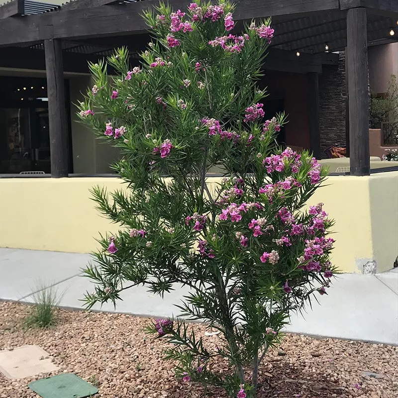 purple splendor desert willow 1