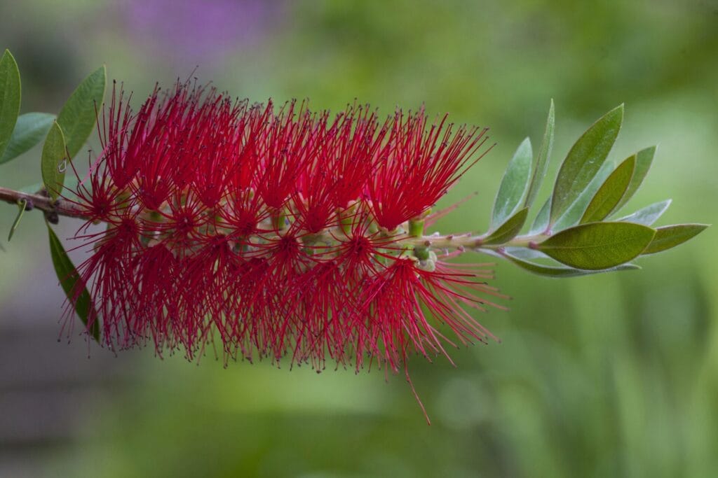 red bottle brush callistemon citrinus kula botanical garden upcountry maui hawaii usa 173986929 57d202f35f9b5829f44bb1d9