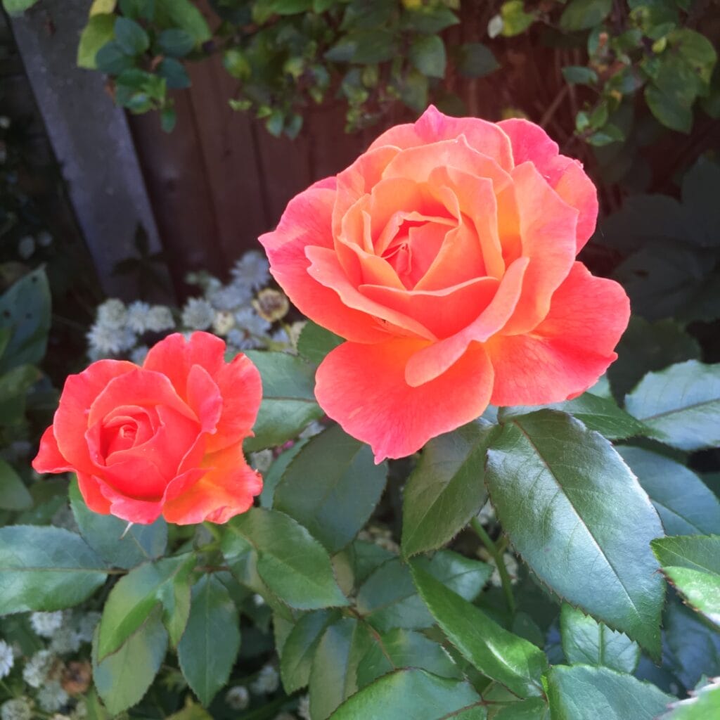 rosa harwelcome syn rosa fellowship rosa livin easy