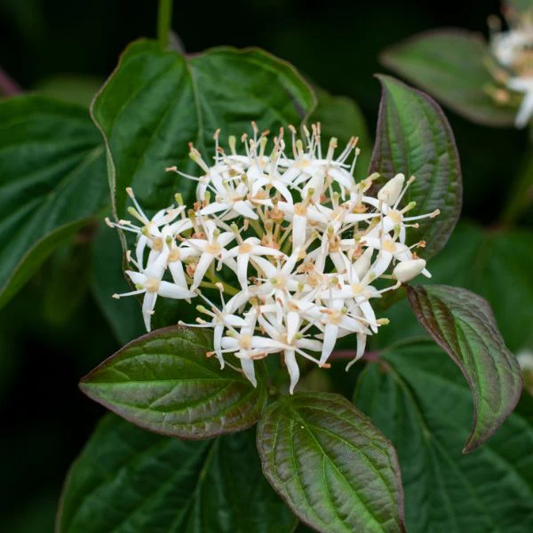 roughleaf dogwood 1 600x600 6231b63b 16bd 460e b256 791c7321c9df grande