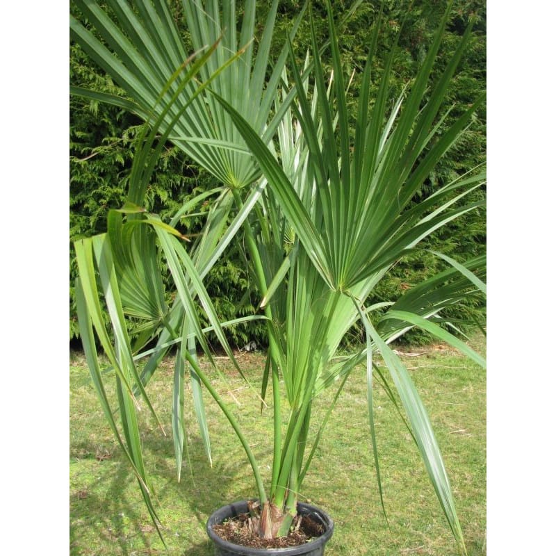sabal