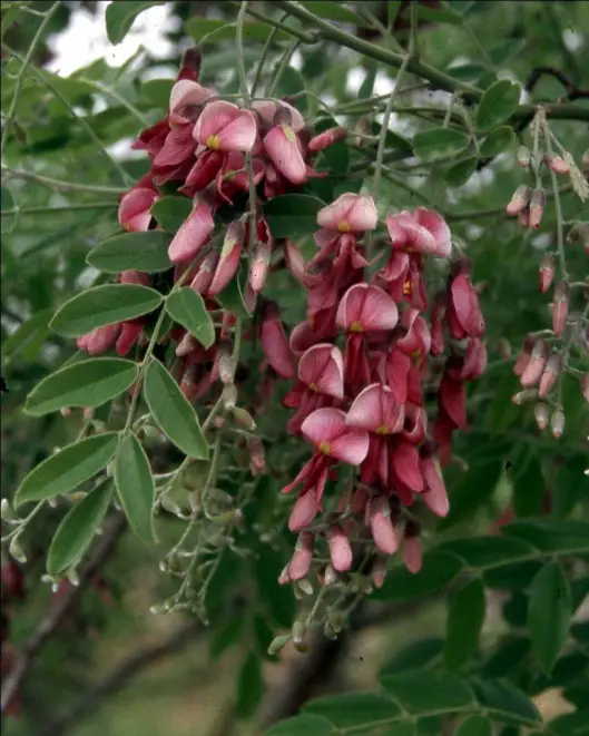 sophora affinis amy