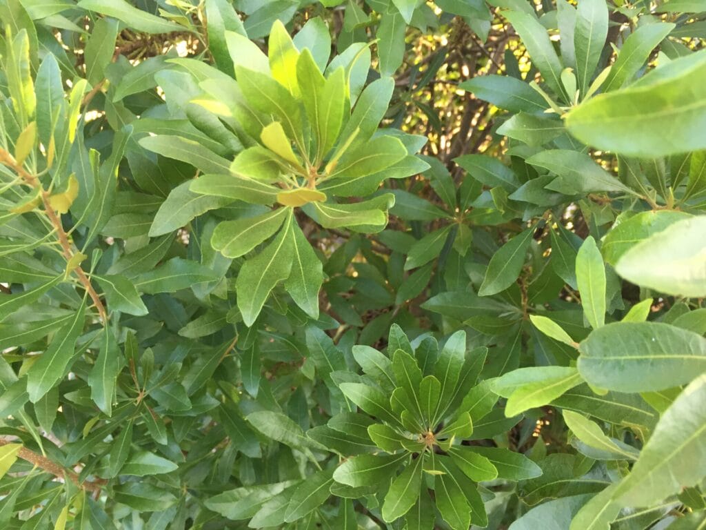 southern wax myrtle