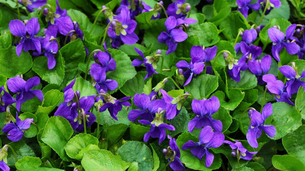 sweet violet close up alamy bk6p0j shapencolour