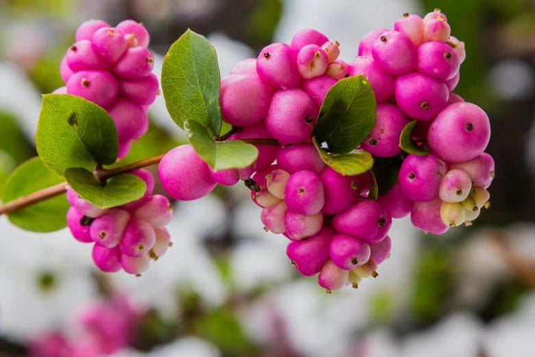 symphoricarpos orbiculatus 780x520 1