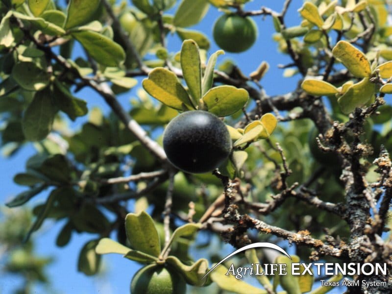 texas persimmon 120 texas persimmon
