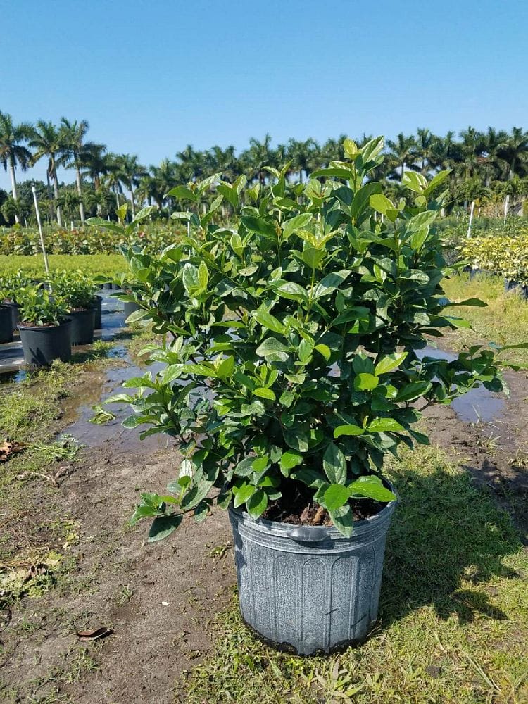 viburnum suspensum 3