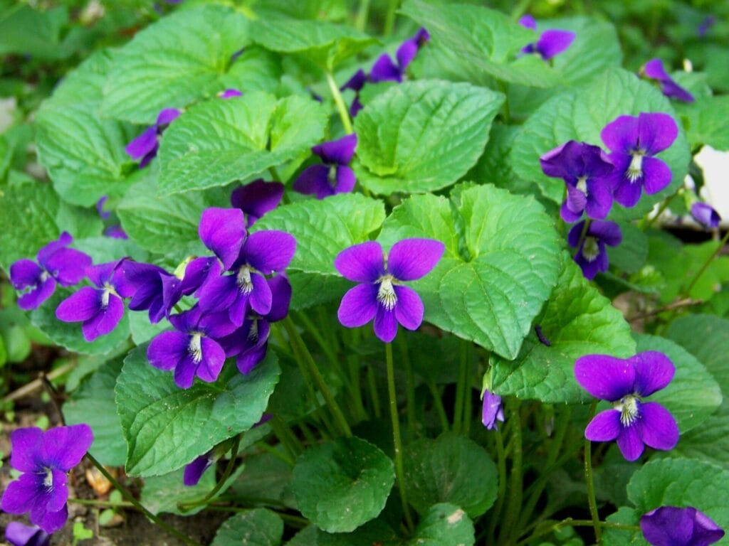 violets 62643
