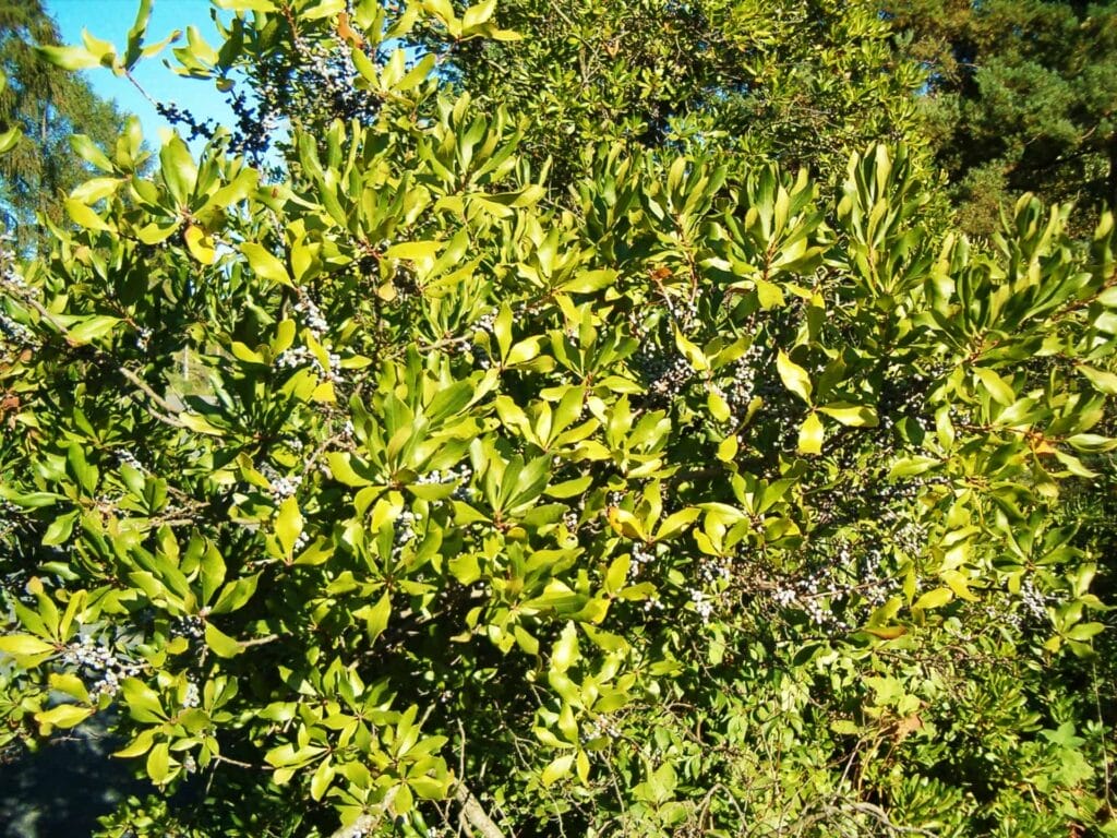 wax myrtle