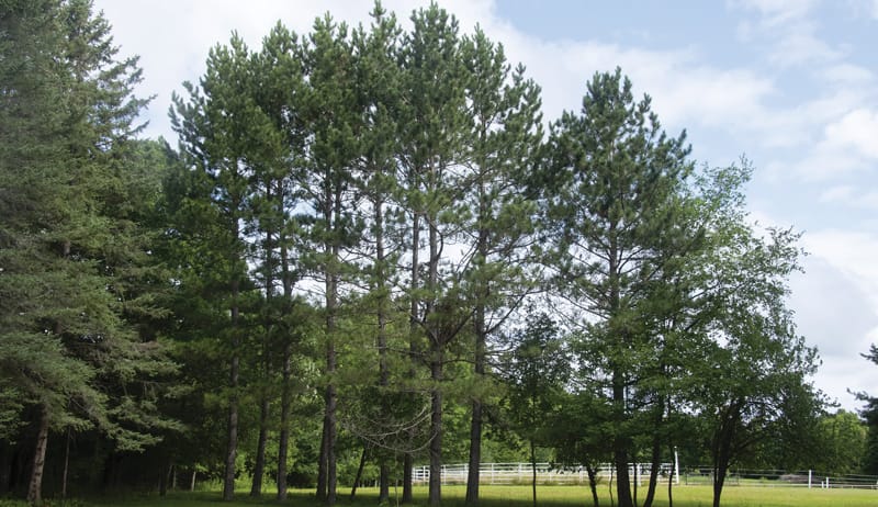 windbreak main