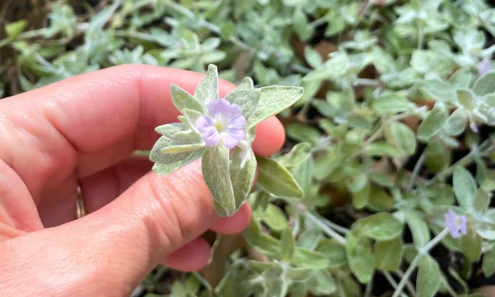 woolly stemodia flower