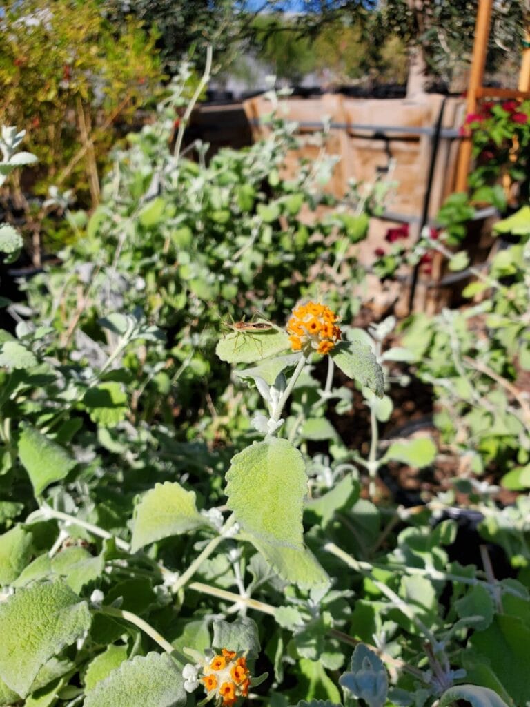 wooly butterfly bush 20221029 110558 rotated 1