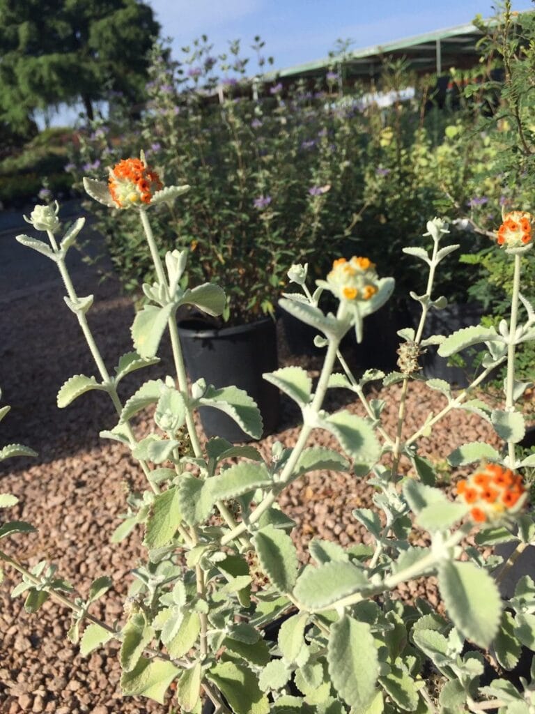 wooly butterfly bush rotated 1