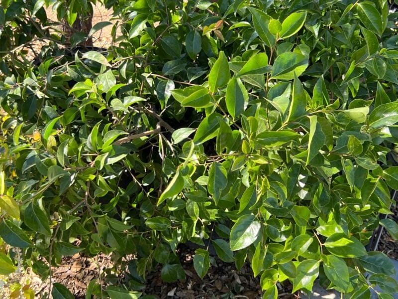 xylosma e1650855772304