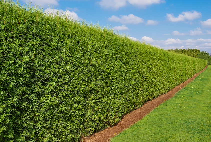 139789426 thuja smaragd emerald green arborvitae privacy hedge park garden estate