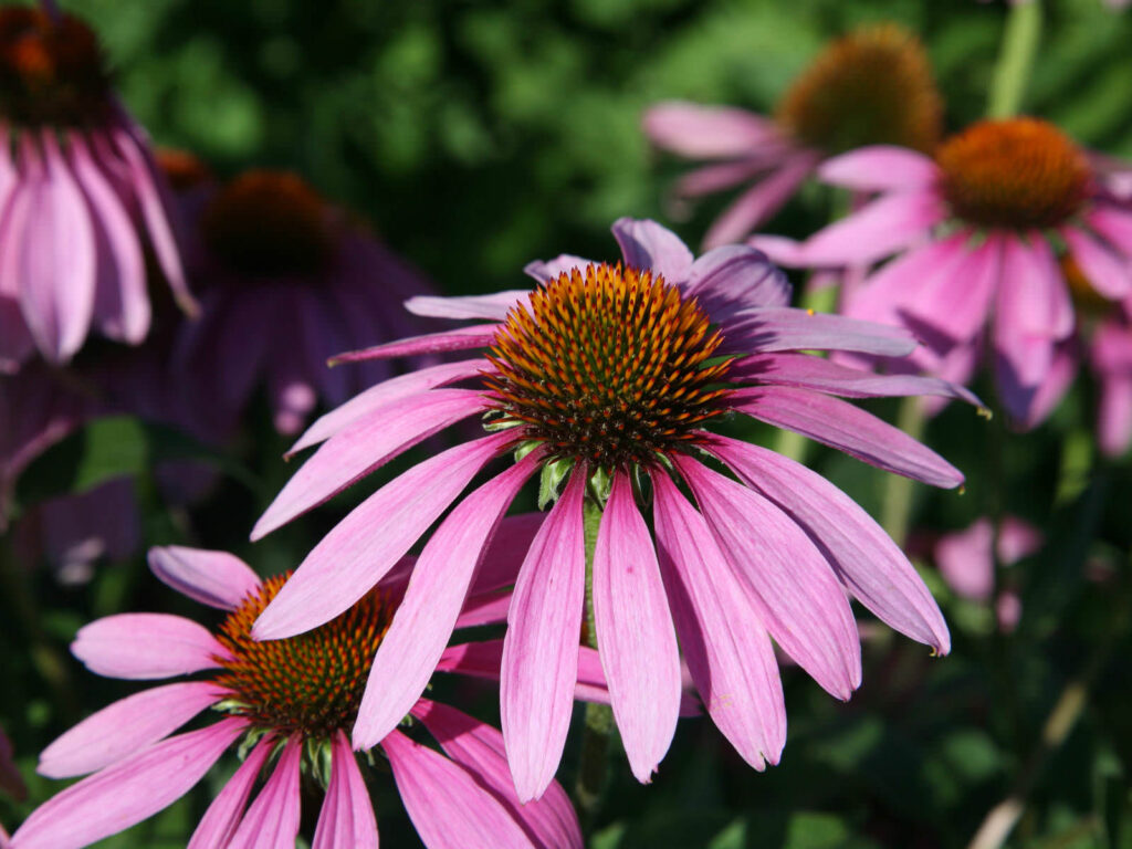 echinacea purpurea eastern purple coneflower1