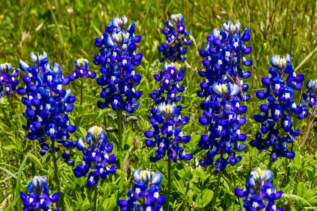 flower lupine texas bluebonnet