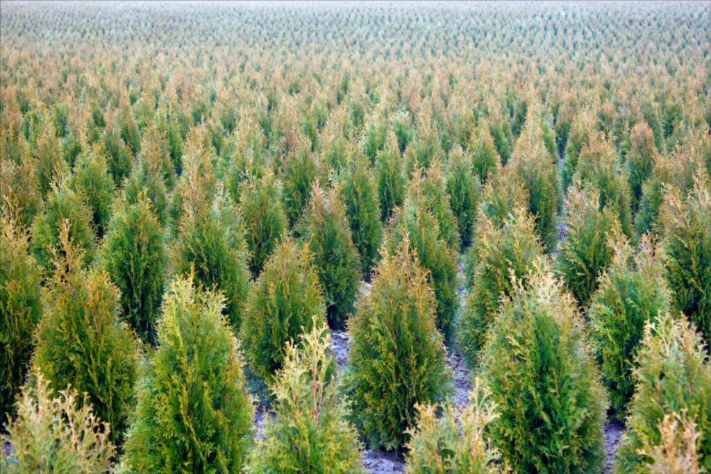 arborvitae 92296656 59a5c16f685fbe00104ededb