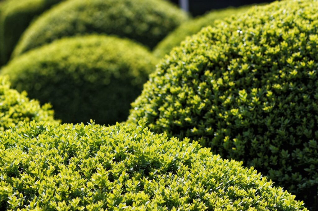 close up of boxwood bushes in amstelpark during sunlight 562788621 59a5c0b668e1a200136f6c3b