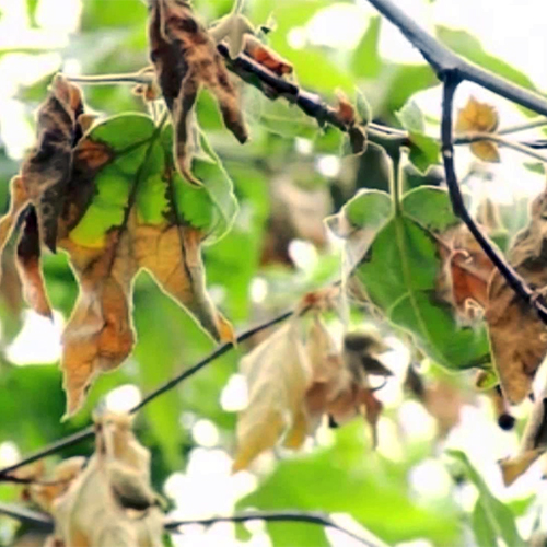 disease sycamore anthracnose