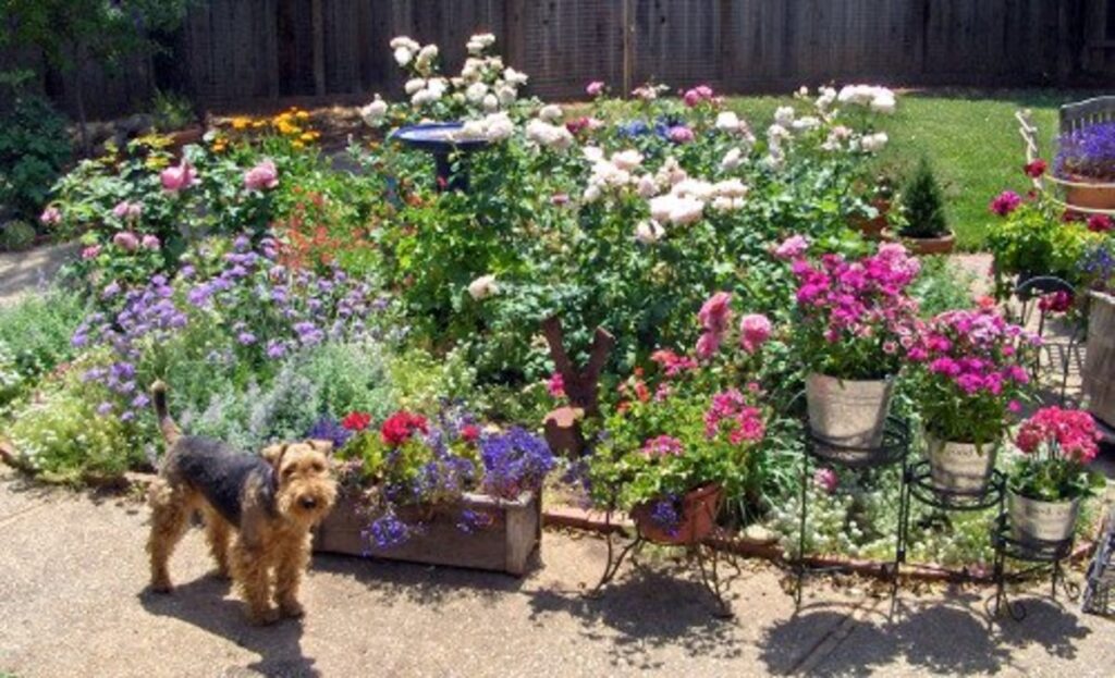 dog friendly garden