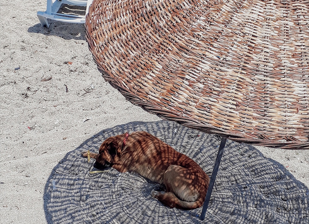 dog in shade copy
