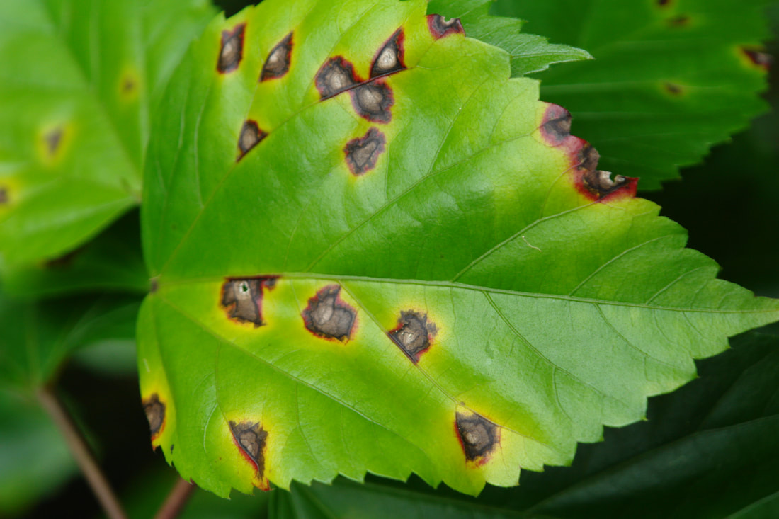 hibiscus bacterial leaf spot caused by pseudomonas cichorii 5684575818 orig