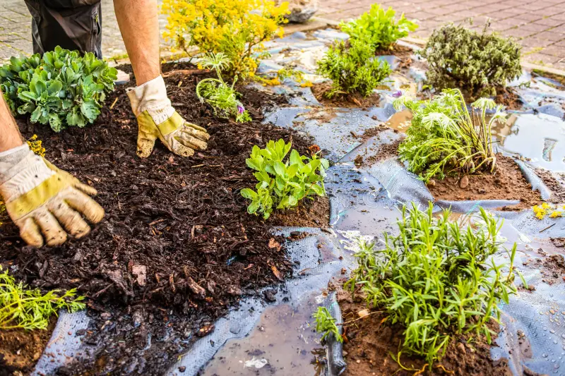 installing weed control fabric material bark mulch residential garden to spreading 277705344