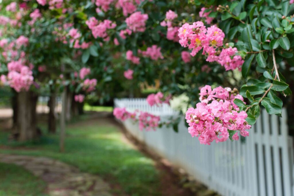 pink crepe myrtles and a picket fence 860109266 2c9d691f0394439a84d6f38802c8fb2b