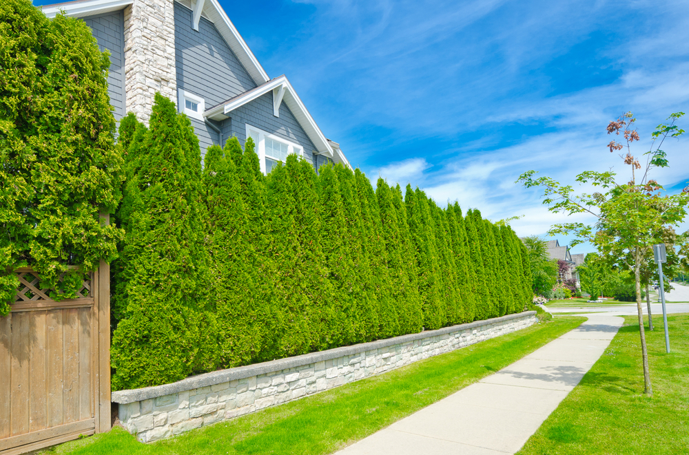 privacy hedge bushes shrubs trees neighbors landscaping yard shutterstock 163788446