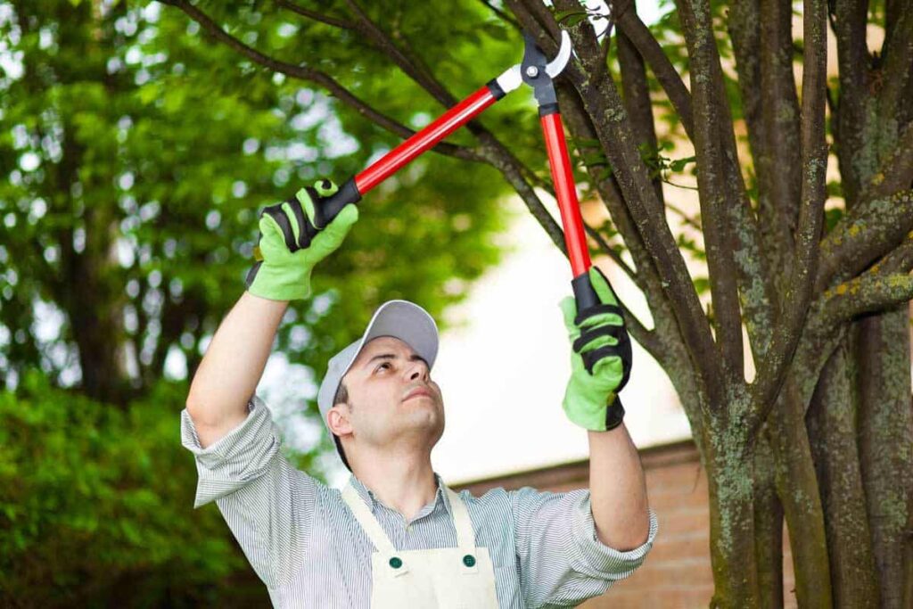 pruning tree 10312015
