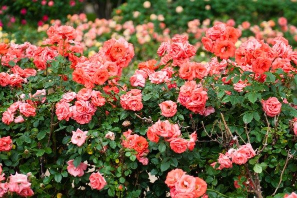 rose bush 2