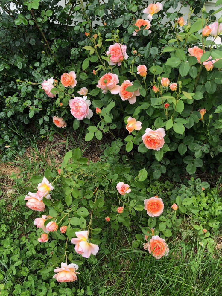 rose bush