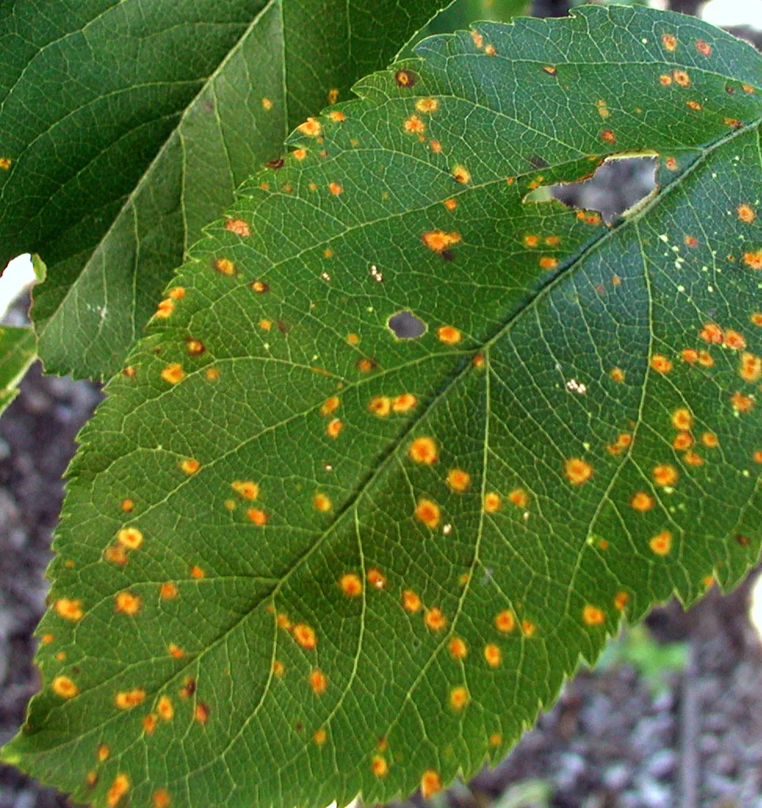 spots orange cedar apple rust disease apple leaf