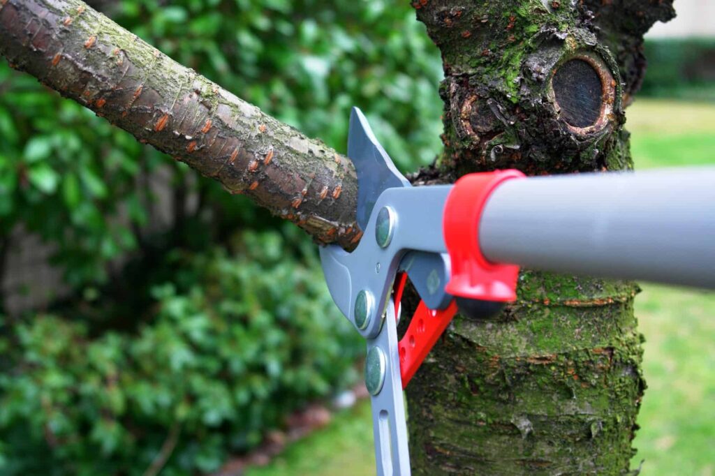 when to trim trees