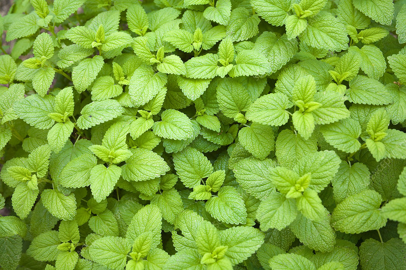 b6401713 mint mentha sp
