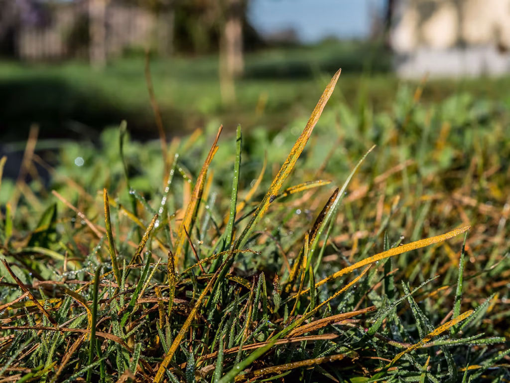 fungicide grass rust