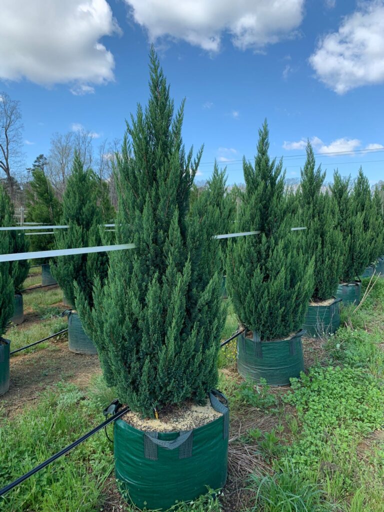 juniperus blue point april 2021 scaled 1