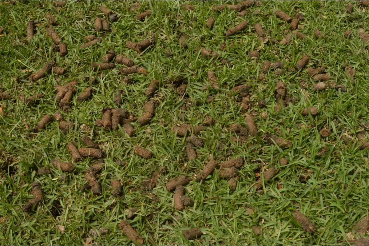 lawn aerations