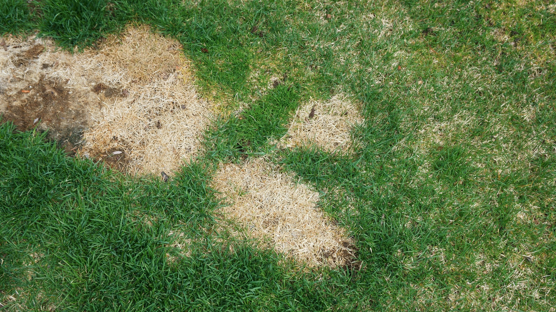 lawn fungus