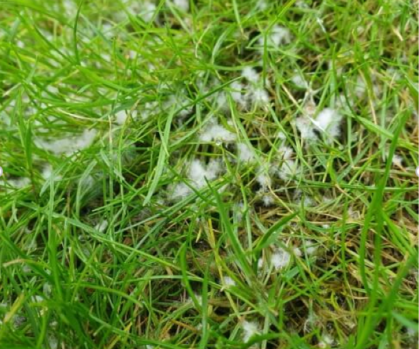 lawnfungus 1692099308