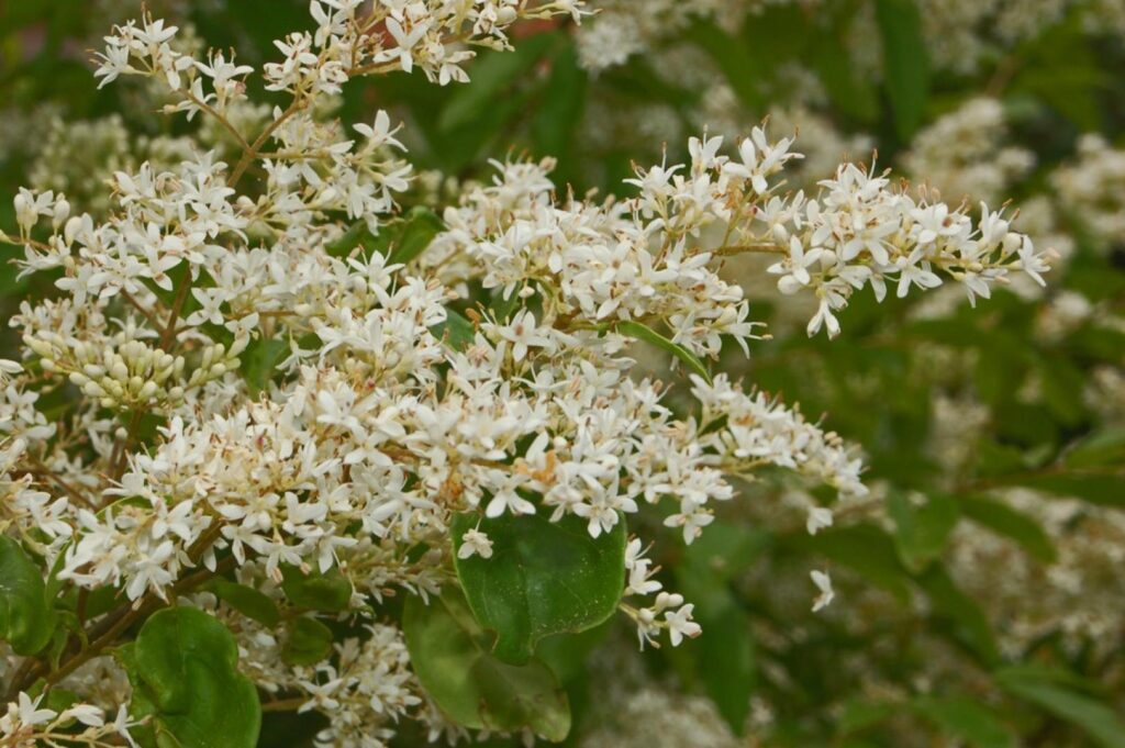 ligustrum vulgare 1