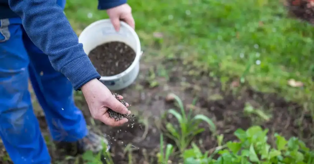 main photo how many times a year should you fertilise your lawn