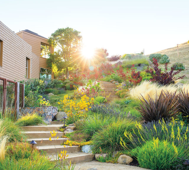 native ca plants sunset thomas j story 640x576 1