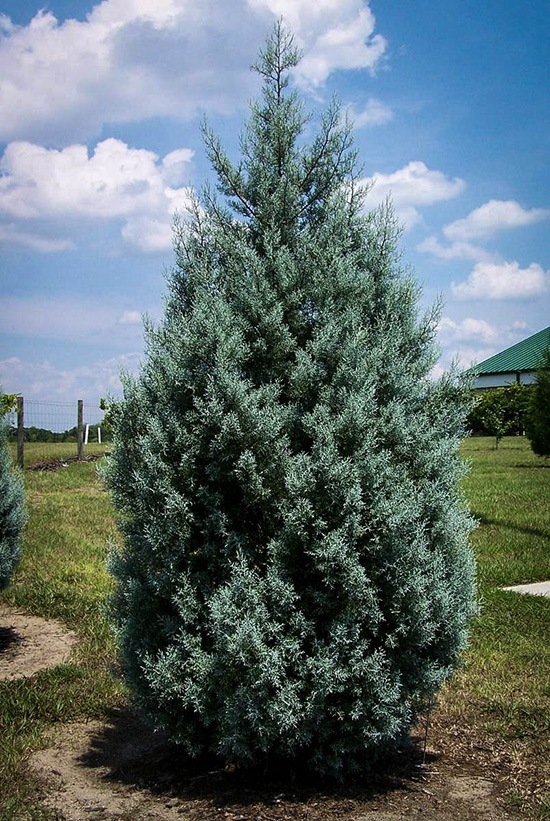 arizona cypress 1