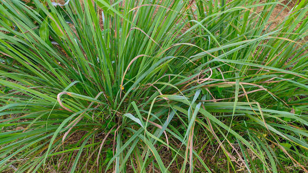 close up citronella plant which has latin name cymbopogon nardus 698417 2119