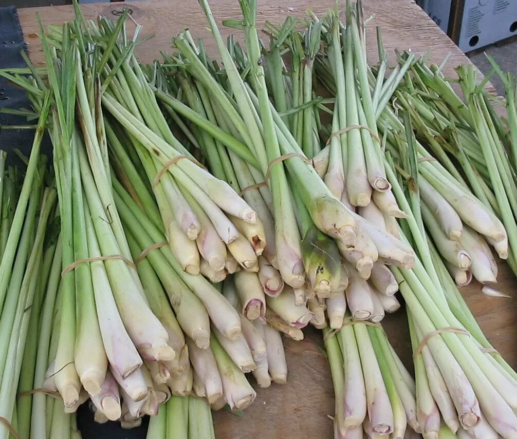 cymbopogon citratus 17810 1